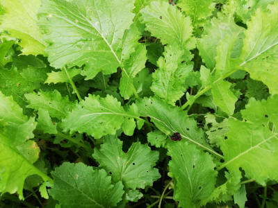 Wilde Broccoli Kampanien